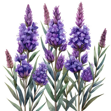 Liatris Flower, watercolor with intricate brush textures and gentle highlights, isolated on a white background.