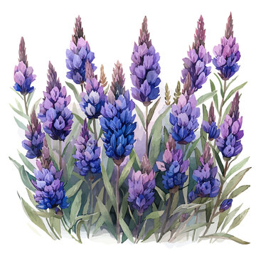 Liatris Flower, watercolor with intricate brush textures and gentle highlights, isolated on a white background.