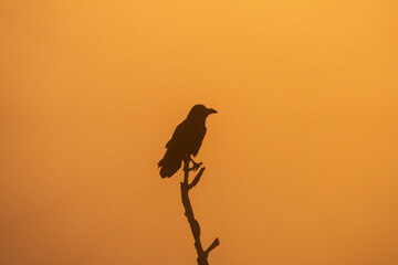 Obraz premium A common raven perches on a branch. A raven is flying in its natural habitat. Nature in the Rhodope Mountains in Bulgaria.