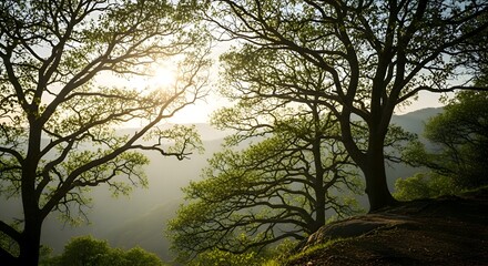 Fototapeta premium Luminous forest canopy framing a distant mountain range bathed in golden sunlight, showcasing the delicate balance between organic growth and atmospheric perspective, a serene vista.