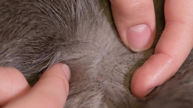 Owner carefully inspecting grey cat's fur for fleas and parasites. Macro shot of hands parting animal fur to check the skin reflecting anxiety protection and medical control
