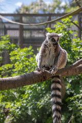 Fototapeta premium Vertical Portrait of Ring-Tailed Lemur on Branch in Zoological Park during Sunny Day. Funny Furry Primate with Long Tail and Tongue Out in Zoo.