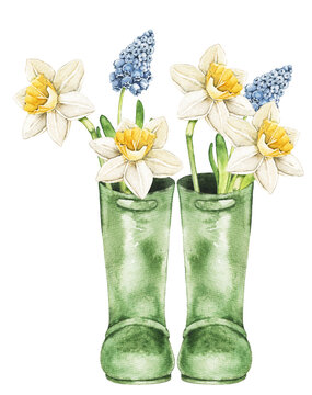 Pair of green rain boots filled with daffodil and muscari flowers. Garden spring botanical clip art isolated for greeting cards, wrapping paper and seasonal decoration. Gardening theme