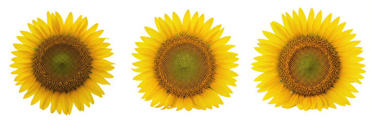 Obraz premium Set of Large Yellow Sunflower Bloom with Detailed Petals Isolated on White Background, PNG