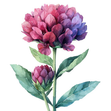 Gomphrena Flower, refined watercolor illustration with luminous tones and soft layered brushwork, isolated on a white background.