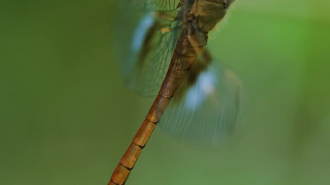 Tholymis tillarga, the coral-tailed cloudwing, is a species of dragonfly in the family Libellulidae. It is found from tropical West Africa to Asia, Australia and pacific islands. 