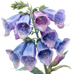 Foxglove Flower, illustration watercolor with playful splashes and delicate line details, isolated on a white background. © lunaris