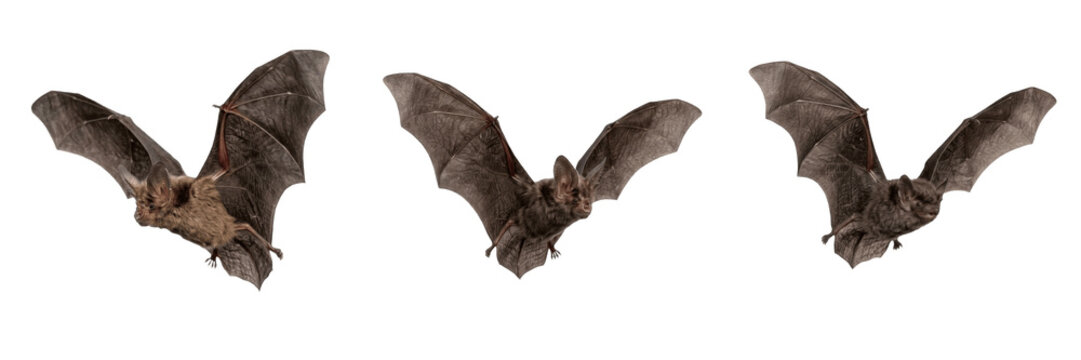 Flying Bat Silhouette Isolated PNG Transparent