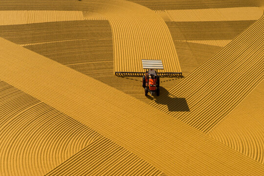 Cooked wheat spread across large outdoor surfaces during traditional bulgur production in Southeastern T&uuml;rkiye, forming striking geometric patterns under natural sunlight.