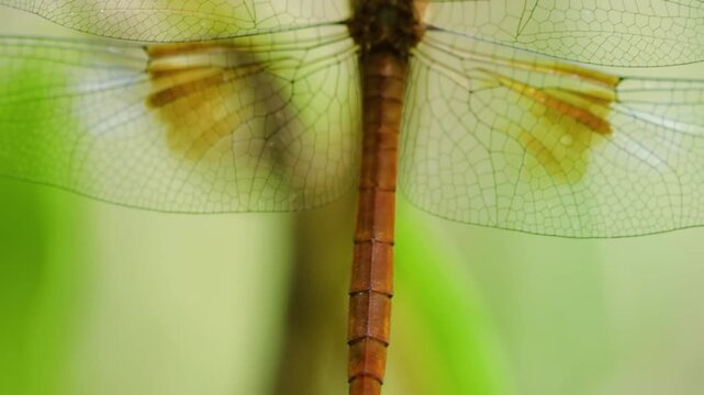 Tholymis tillarga, the coral-tailed cloudwing, is a species of dragonfly in the family Libellulidae. It is found from tropical West Africa to Asia, Australia and pacific islands. 