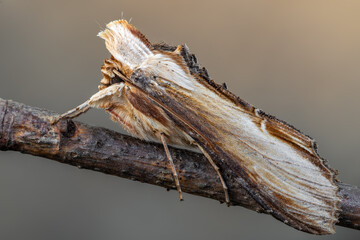 Cucullia verbasci Moth on a Branch © Marek R. Swadzba