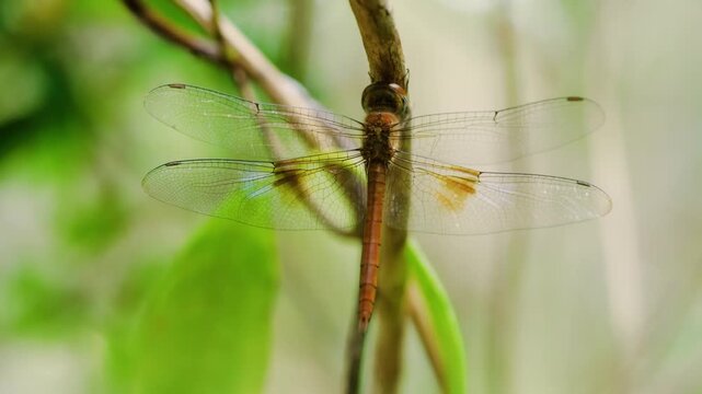 A dragonfly is a flying insect belonging to the infraorder Anisoptera below the order Odonata.