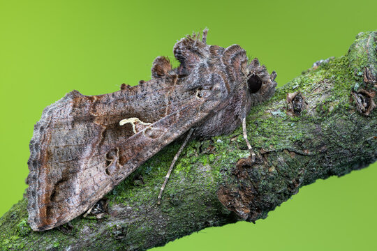 Silver Y Moth on Mossy Branch