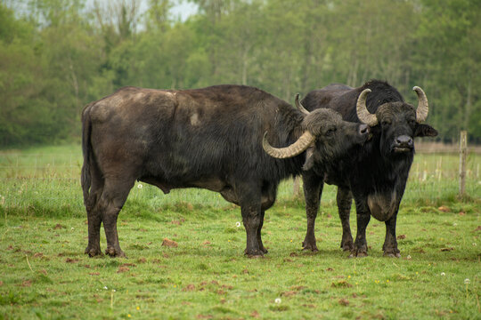 Water Buffalo are a large domesticated bovine originating in the Indian subcontinent and Southeast Asia descended from the wild water buffalo.