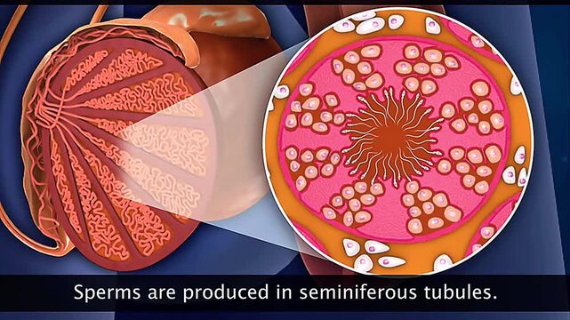  Function of testes