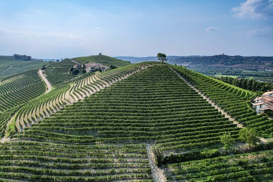 Aerial view of a conical vineyard hill with a lone tree on top, surrounded by lush green rows of vines under a clear blue sky in Verduno, Piedmont, Italy.