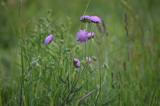 Field scabious in Dream mode