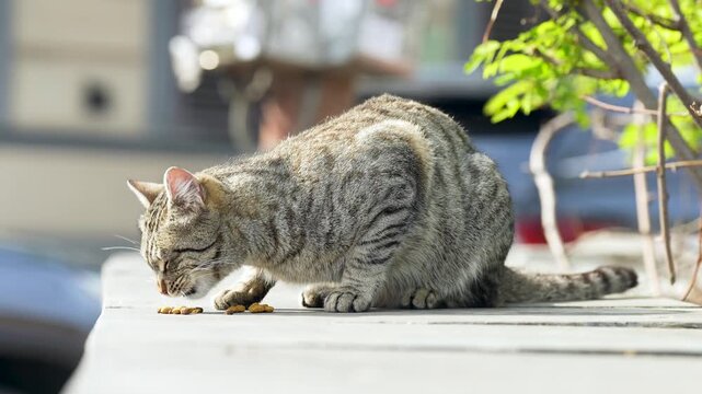 Hungry stray cat enjoying eating dry food at street given by volunteers, human care for animals and hunger prevention, feral street feline fed by people, humanity act of helping and community bond.