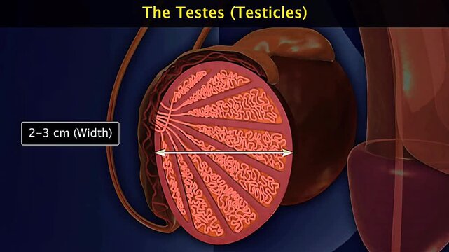 Human Testes size and anatomy
