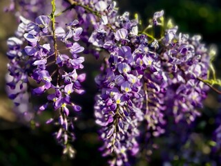 Fototapeta premium Beautiful blooming Wisteria with long purple flower clusters hanging in the garden