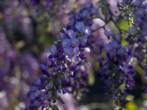 Beautiful blooming Wisteria with long purple flower clusters hanging in the garden