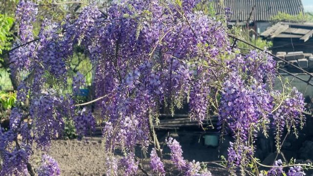 Beautiful blooming Wisteria with long purple flower clusters hanging in the garden