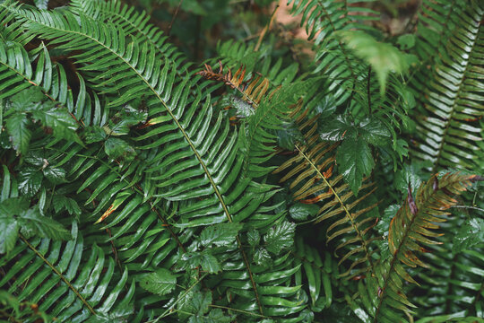 Western Sword Fern (Polystichum munitum)