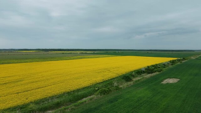 Crop field drone overview