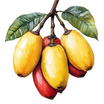 Ackee, vector clipart in watercolor with smooth gradients, isolated on a white background.