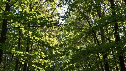 Fototapeta premium Sunlight filters through the trees in a dense forest creating a light and shadow pattern