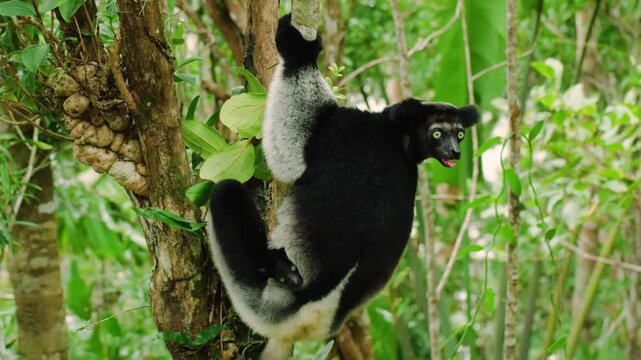 INDRI is a large diurnal black-and-white lemur (Indri indri) of Madagascar that is about two feet long with a rudimentary tail.
