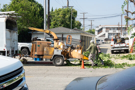 Arborists use a wood chipper to process branches and debris from tree trimming
