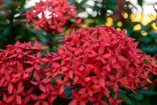 Red Soka Flower with Latin name Ixora coccinea, Forest Geranium, a species of flowering plant in the Rubiaceae family