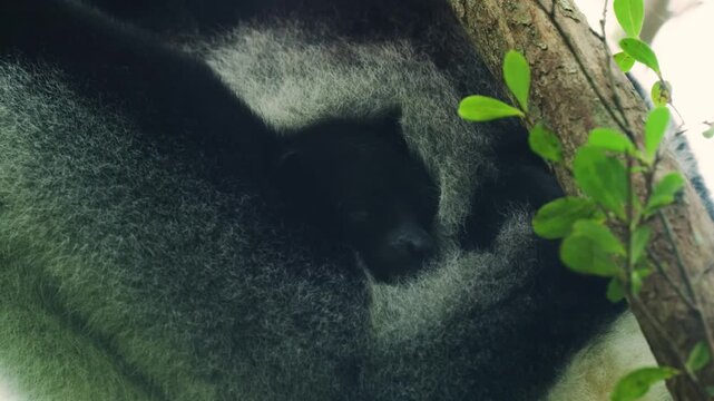 Footage of an indri lemur mother siting on a tree with her baby in ANDASIBE-MANTADIA NATIONAL PARK, Madagascar. 