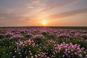 Obraz premium Field of cosmos flowers in full bloom during golden hour, sunset on the horizon