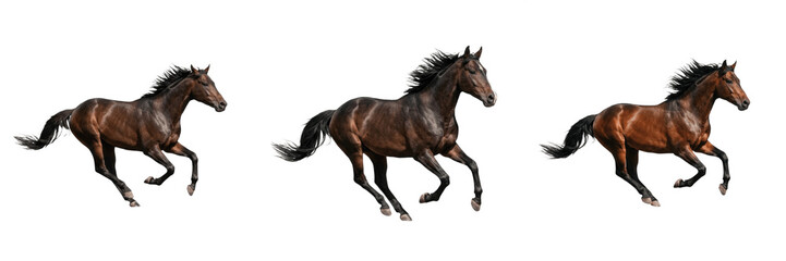 Obraz premium Realistic Brown Horse Running Gallop Transparent PNG Majestic Stallion Animal For Equestrian Nature Design