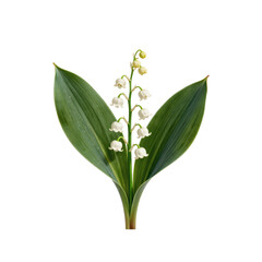 Fototapeta premium Delicate lily of the valley stem with leaves and bell-shaped flowers on white background