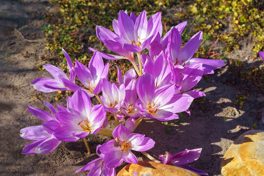 Delicate purple autumn crocus, Colchicum autumnale flowers blooming in sunlight on sandy soil on natural garden background. Plant breeding, gardening, decorative plant
