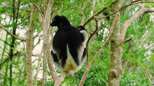 Indri is sitting on a tree. Madagascar. Mantadia National Park.