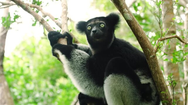 Indri is sitting on a tree. Madagascar. Mantadia National Park.