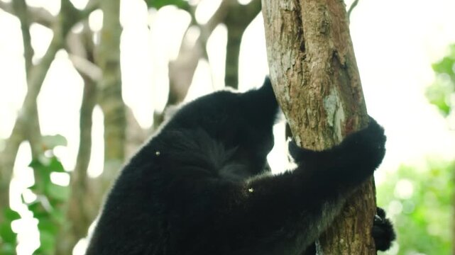 Footage of an indri lemur sitting on the tree in ANDASIBE-MANTADIA NATIONAL PARK, Madagascar. 