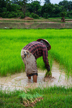 Close-up of Cambodian farmer planting rice, Cambodia.