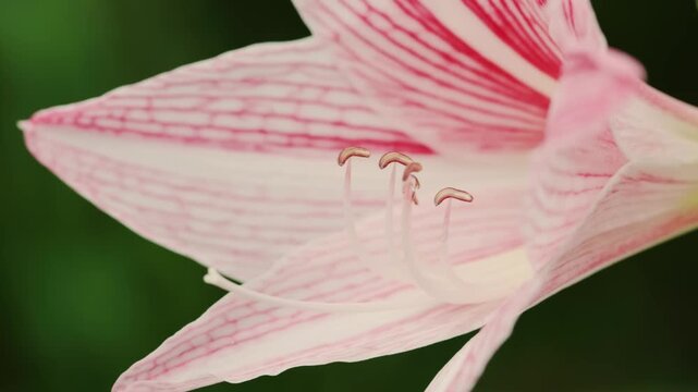 Closeup Shot of the Stripe-Leaf Amaryllis Flower (Hippeastrum Reticulatum Var. Striatifolium). A Plant of the Amaryllidaceae Family in Asparagales Order.