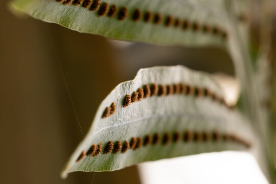 Fern Spore Pattern Macro Closeup