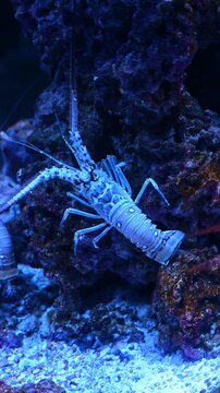 Blue spiny lobster underwater on a coral reef background. Macro shot of a bright blue crustacean climbing on dark volcanic rocks in an aquarium setting.