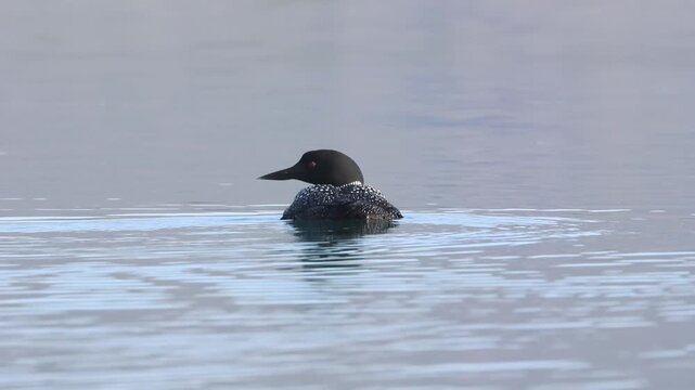 A common loon (Gavia immer) in breeding plumage swims on calm open water at Eagle Lake in Lassen County, California.