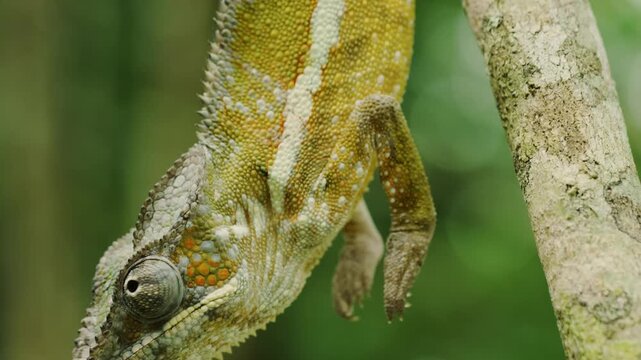 A Madagascar chameleon hanging from a branch of a tree with his tail. Chamaeleoninae is the nominotypical subfamily of chameleons (family Chamaeleonidae).