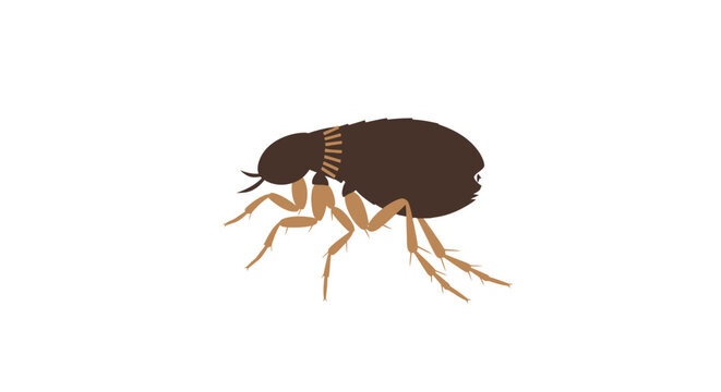 Flea Insect Parasite Vector - Vector Illustration