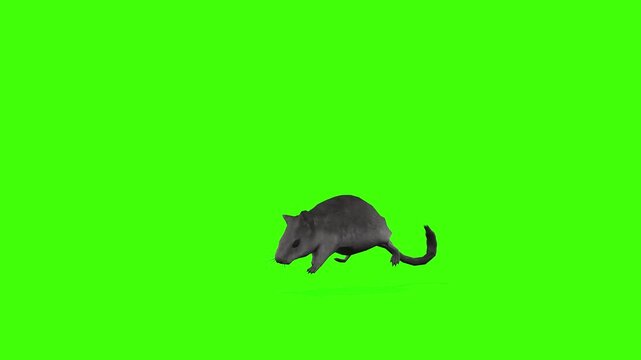 4k long tail Rat Rodents jump attack loop top view animation on isolated Green Screen Animal, 3D Realistic mice, mouse attacking on enemy rendering on the chroma key, video for your rhymes, stories