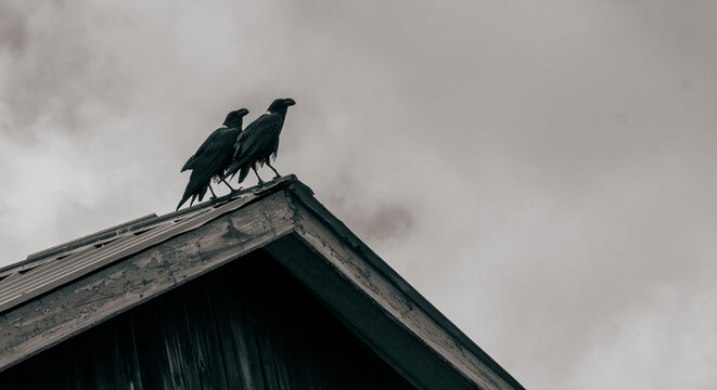 Low angle view of two black crows sitting together on the edge of a dark gabled roof against an overcast gray sky, moody cinematic atmosphere.